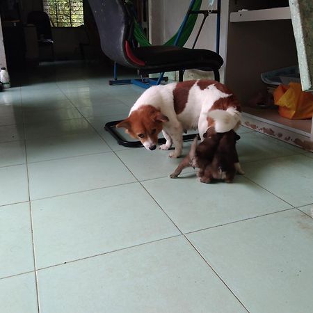 Quoc Phuong Riverside Homestay ベンチェ エクステリア 写真