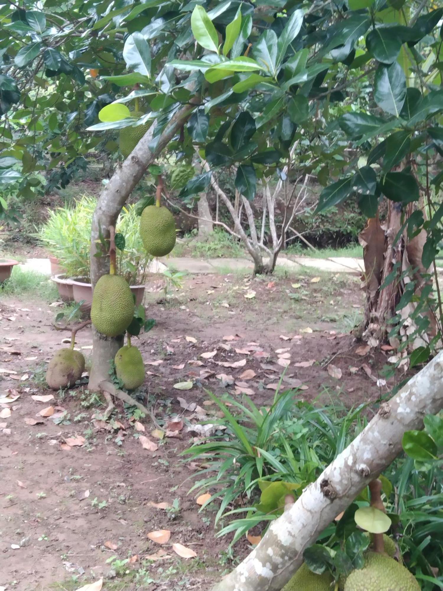 Quoc Phuong Riverside Homestay ベンチェ エクステリア 写真